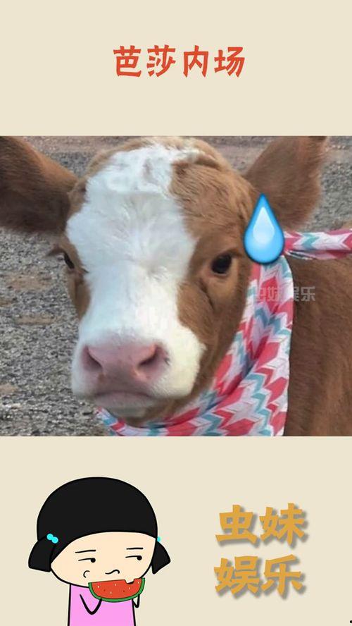 娱乐吃瓜酱素材图片高清